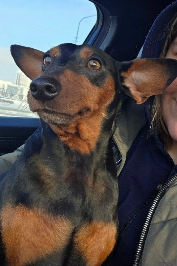 Пропала собака в Сургуте — фото объявления