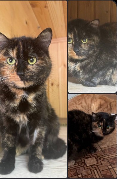 Пропала кошка в Сургуте — фото объявления