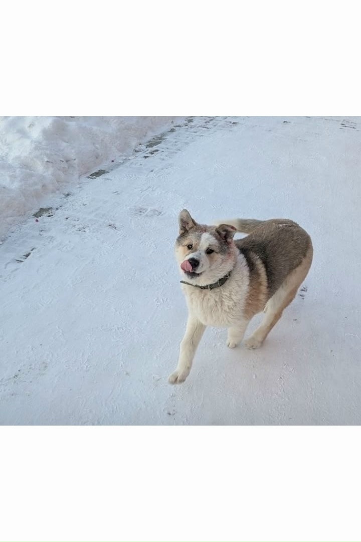 Пропала собака в Сургуте — фото объявления