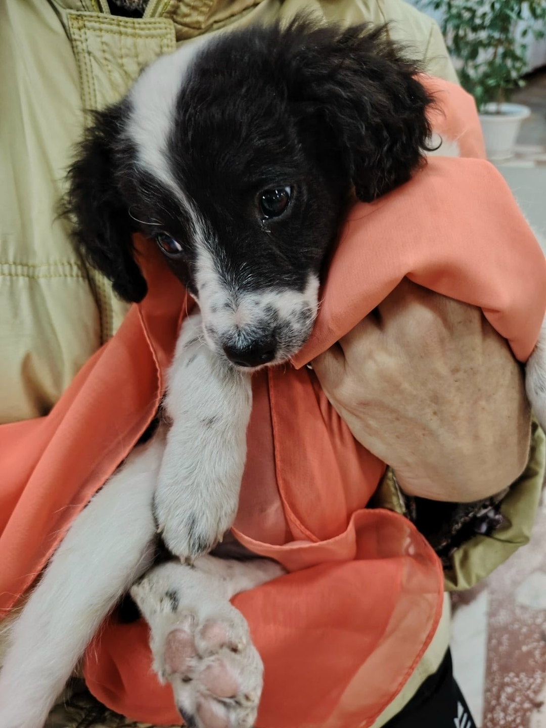 Найдена собака в Сургуте — фото объявления