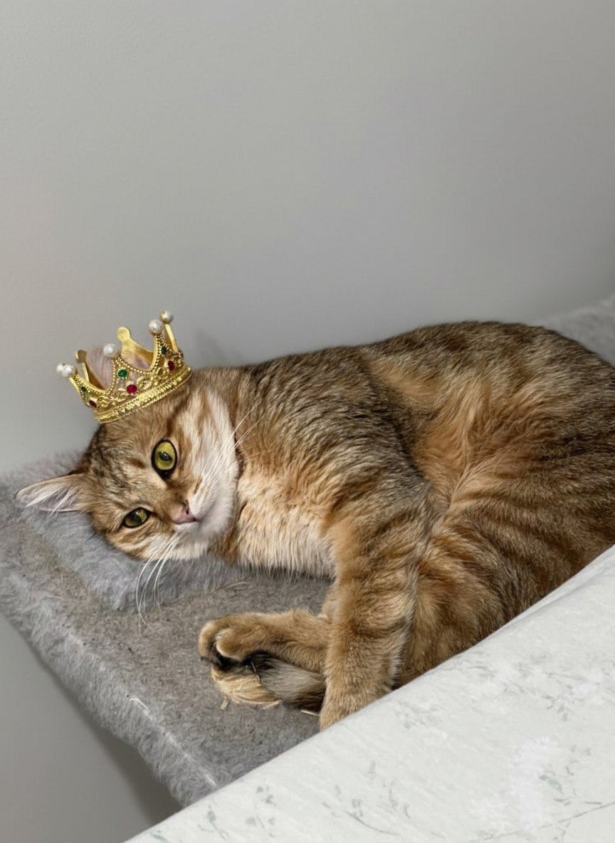 Пропала кошка в Сургуте — фото объявления