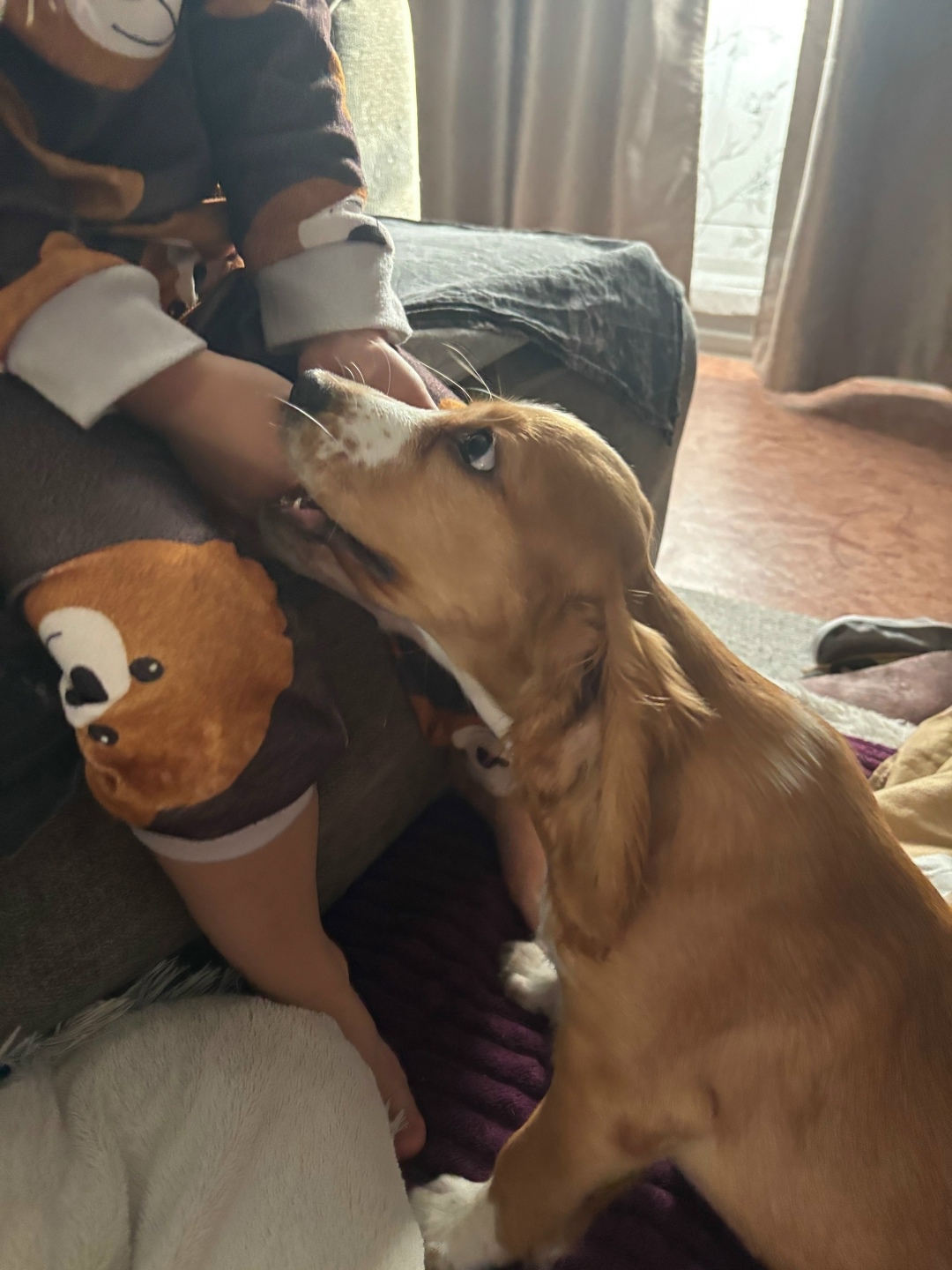 Найдена собака в Сургуте — фото объявления