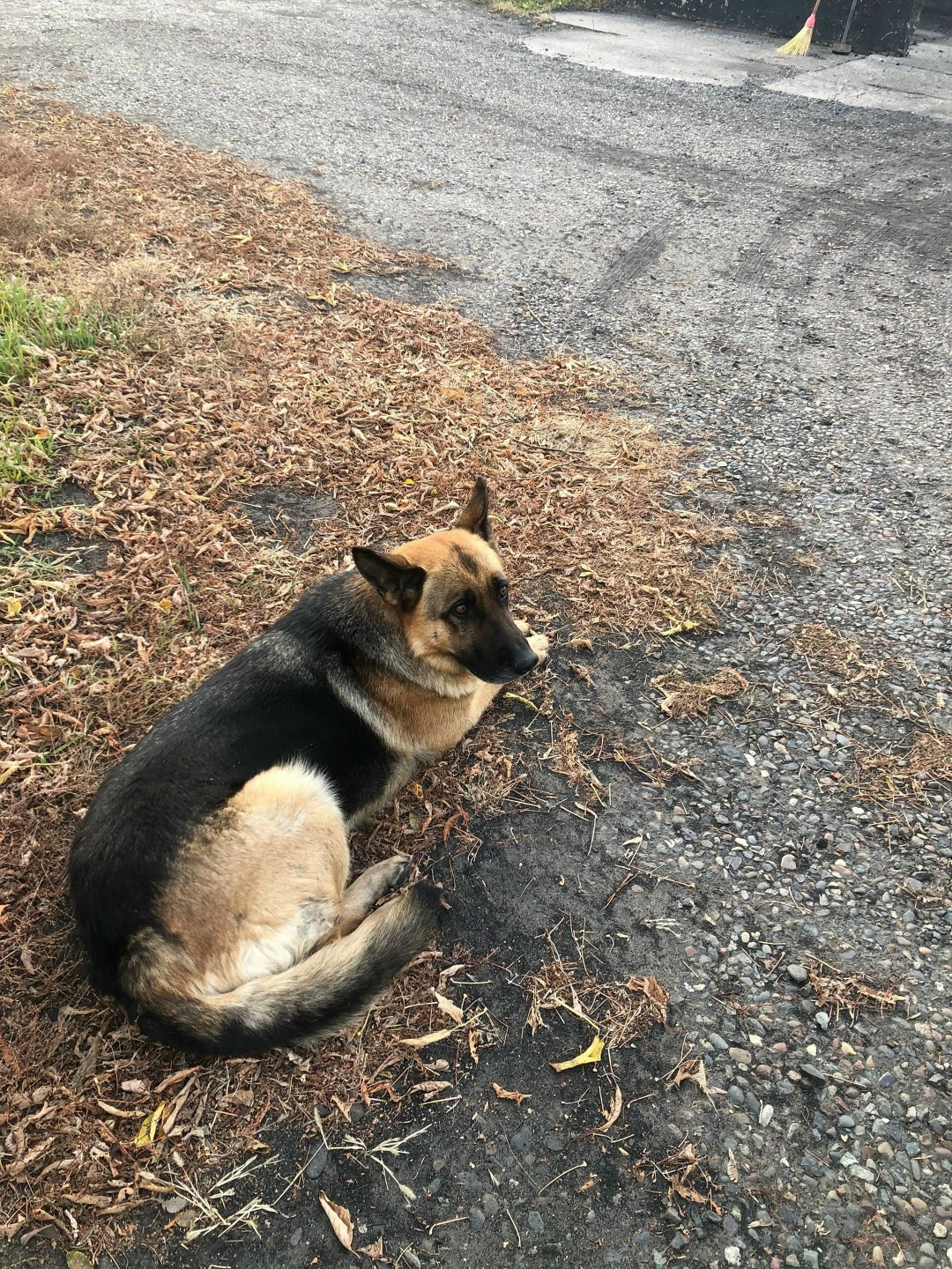 Найдена собака в Сургуте — фото объявления