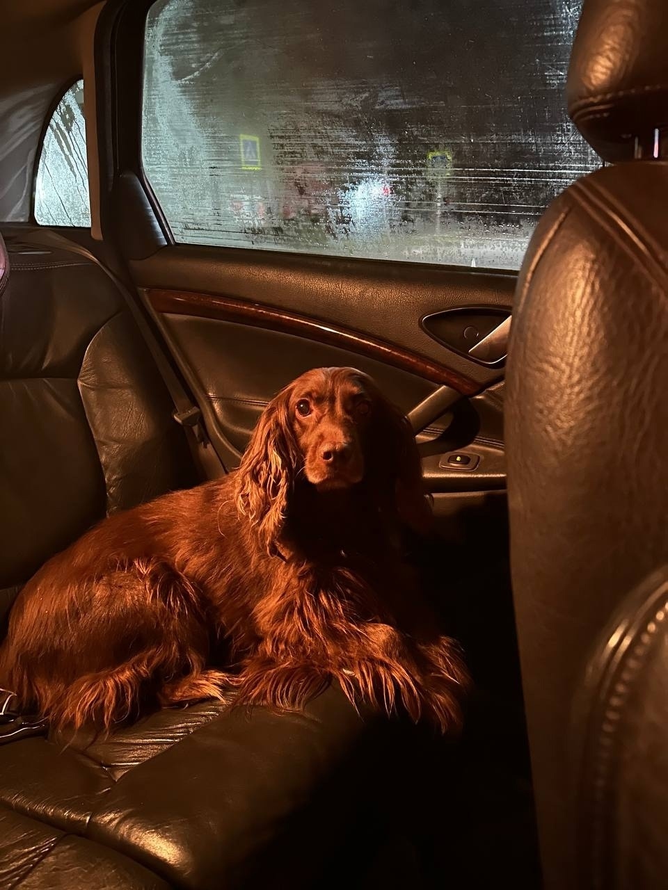 Найдена собака в Сургуте — фото объявления