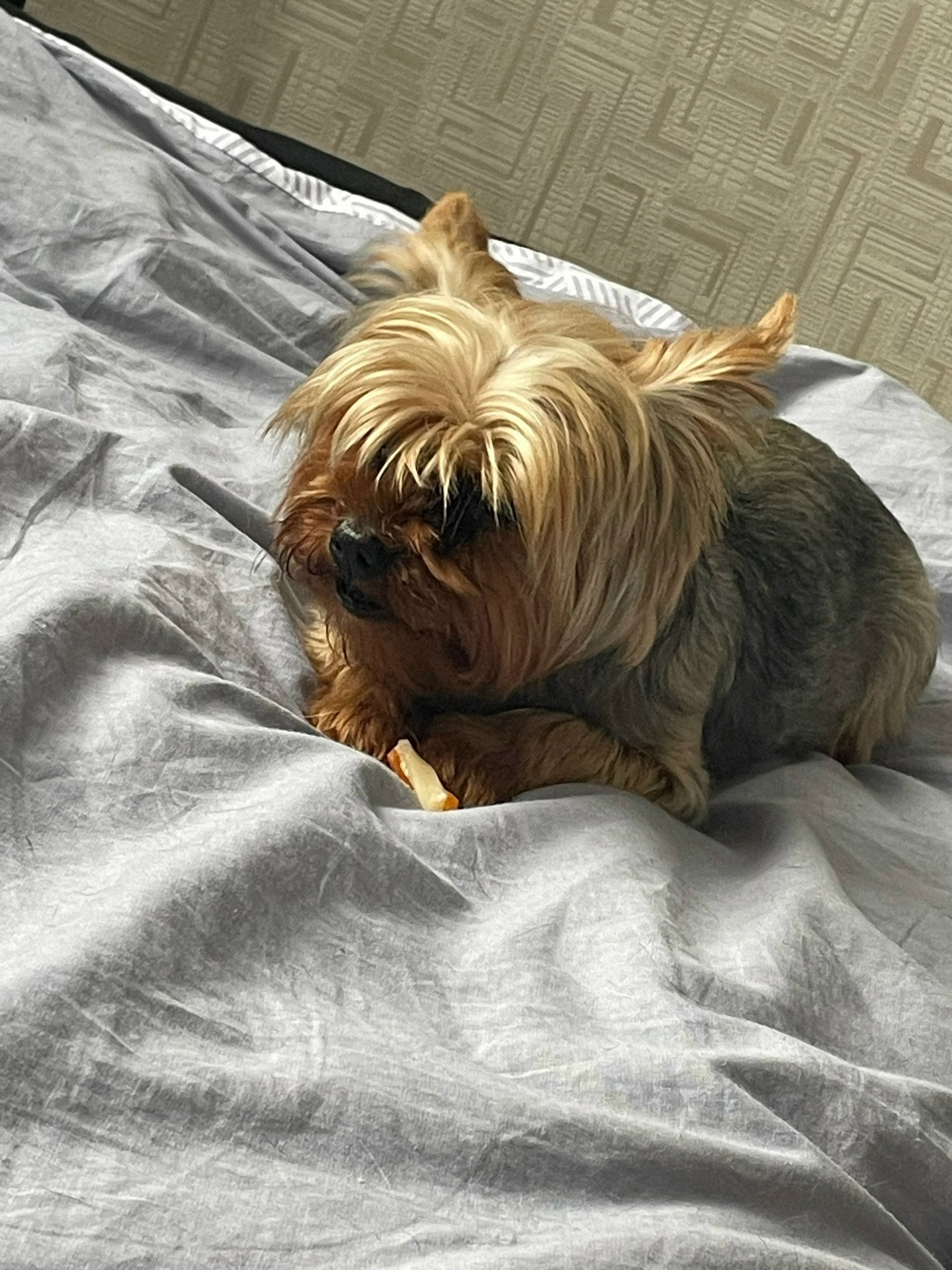 Найдена собака в Сургуте — фото объявления