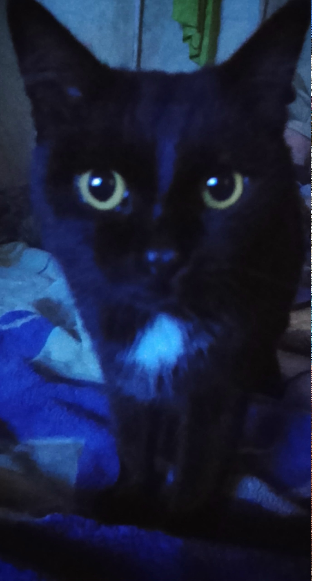 Найдена собака в Сургуте — фото объявления