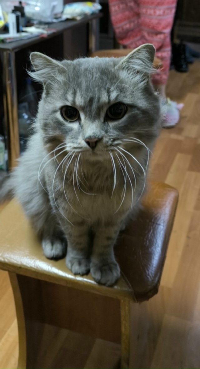 Пропала кошка в Сургуте — фото объявления