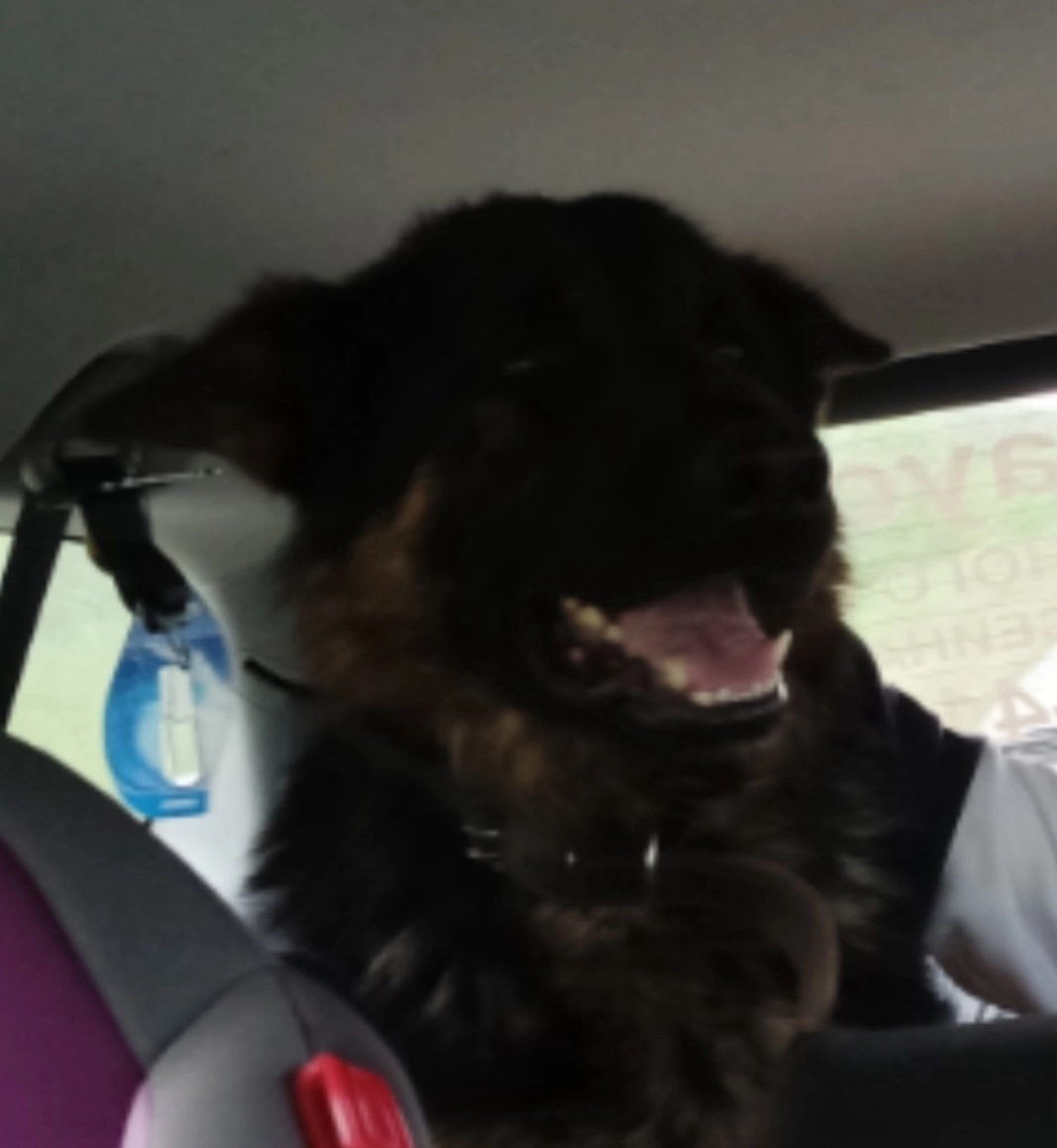 Пропала собака в Сургуте — фото объявления