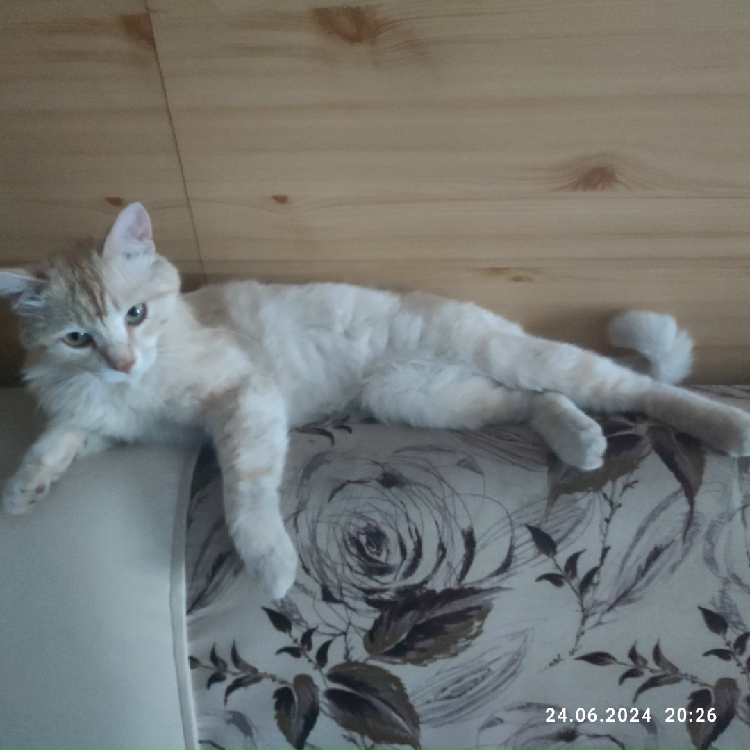 Пропала кошка в Сургуте — фото объявления