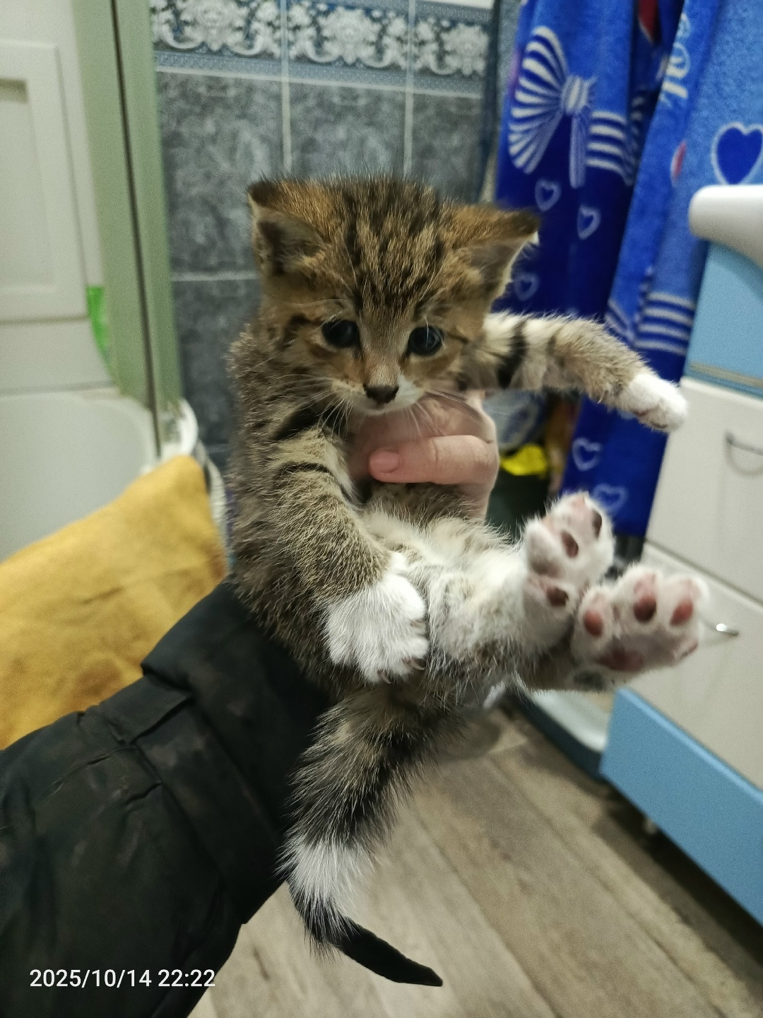 Найдена кошка в Сургуте — фото объявления