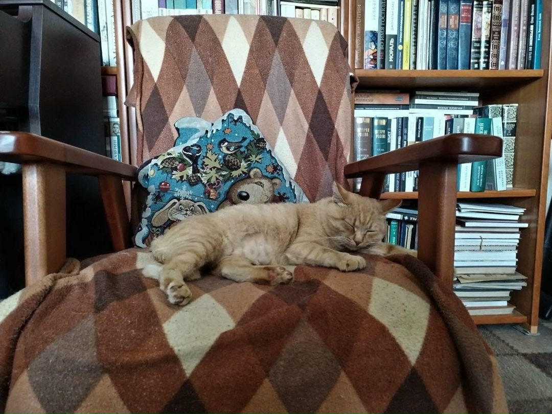 Найдена кошка в Сургуте — фото объявления