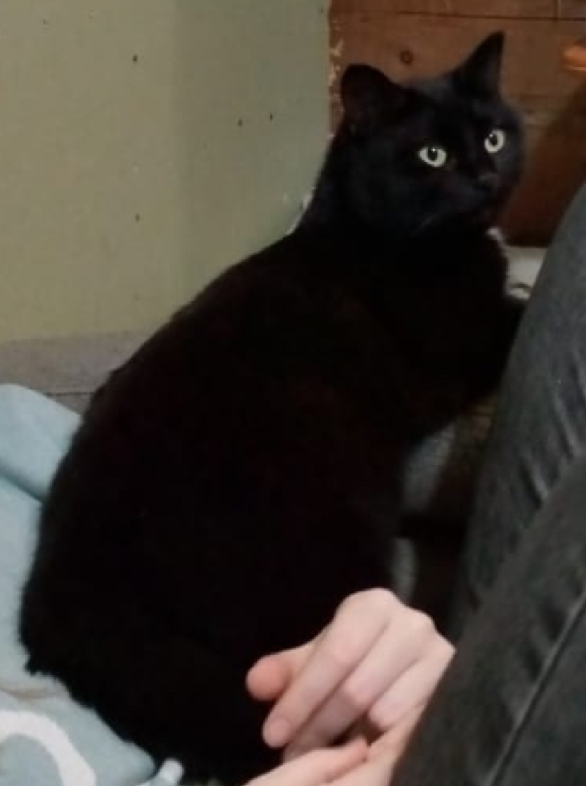 Пропала кошка в Сургуте — фото объявления