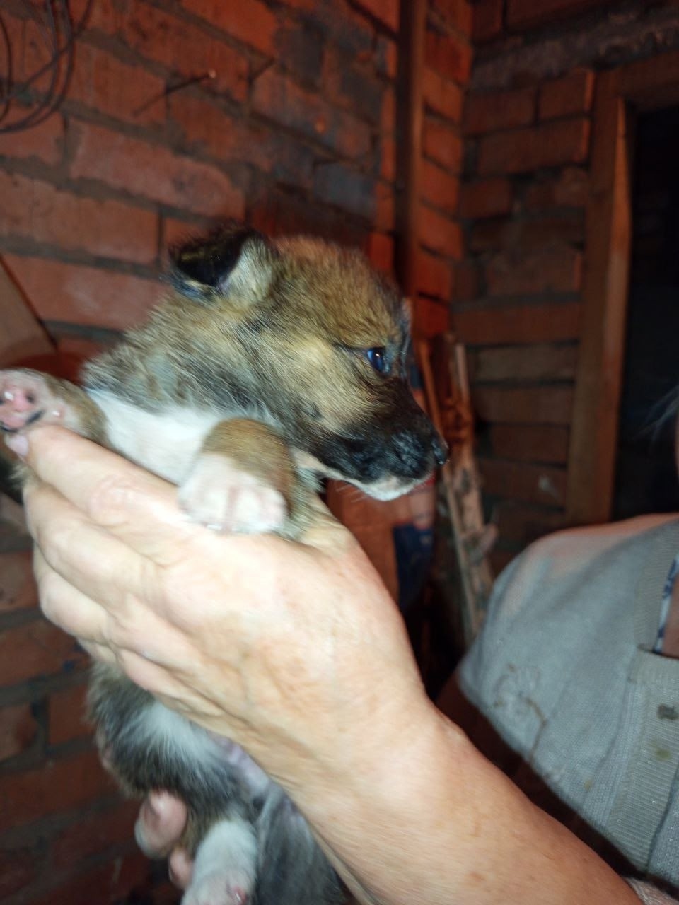 Найдена собака в Сургуте — фото объявления