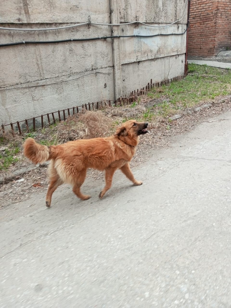 Пропала собака в Бердске — фото объявления
