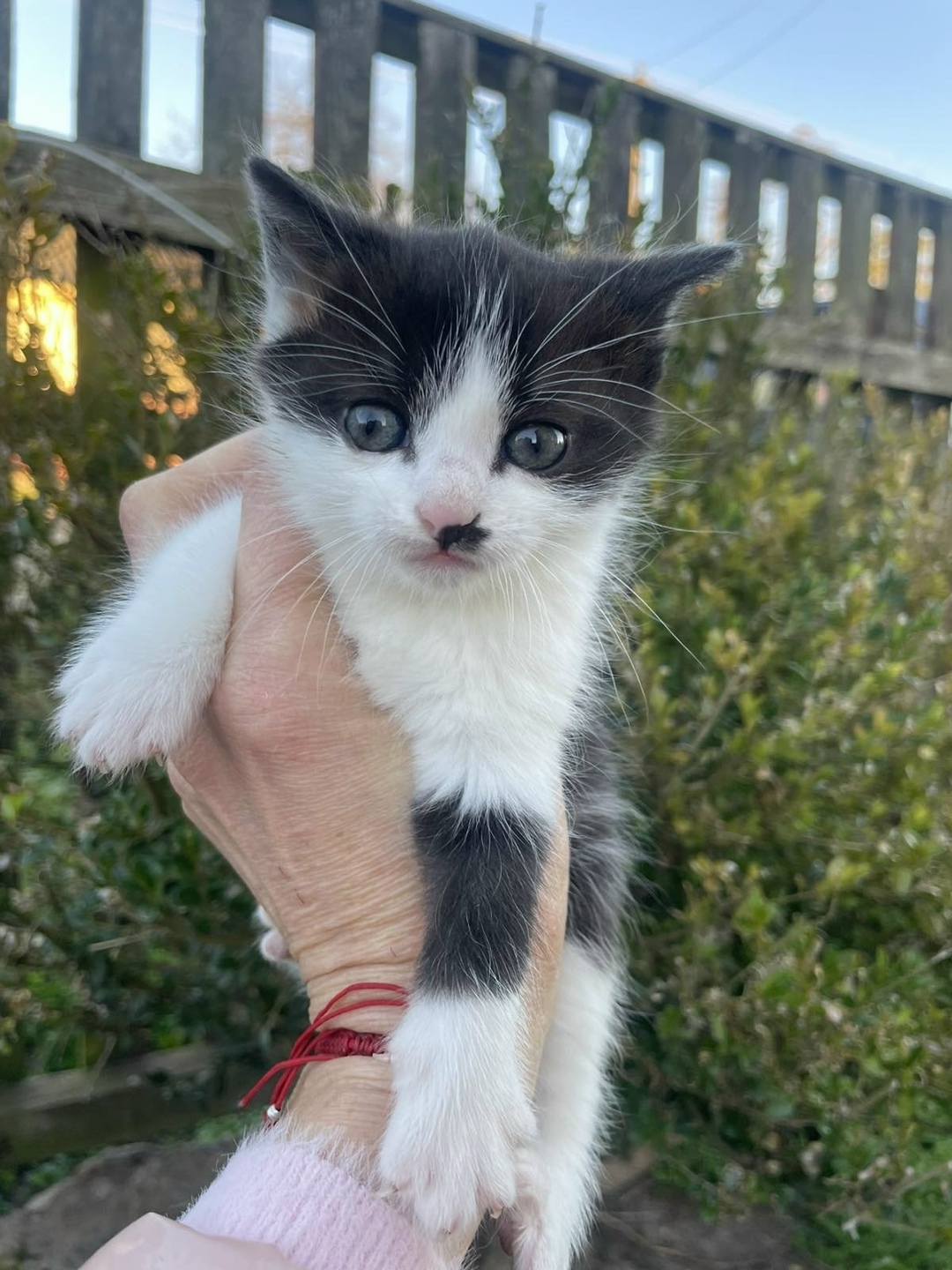 Найдена кошка в Бердске — фото объявления