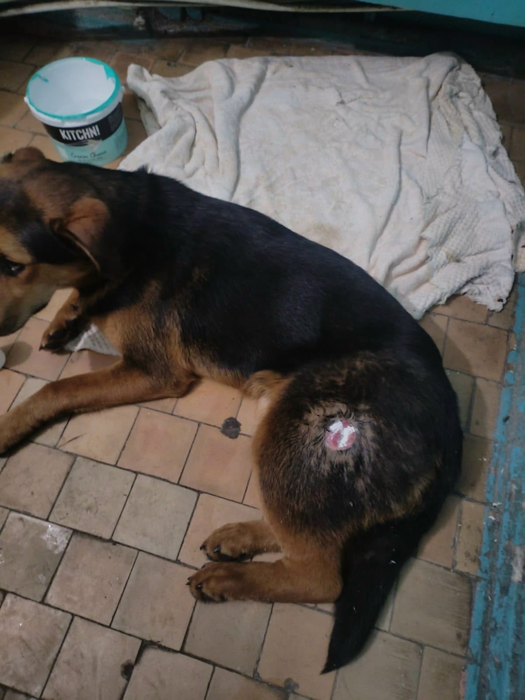 Найдена собака в Бердске — фото объявления