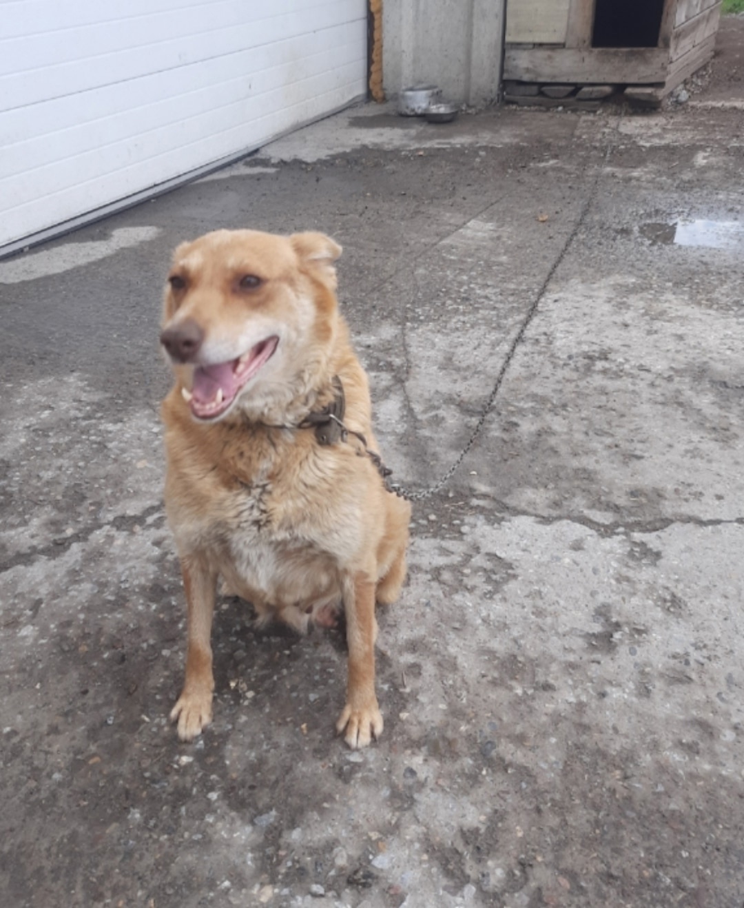 Пропала собака в Бердске — фото объявления
