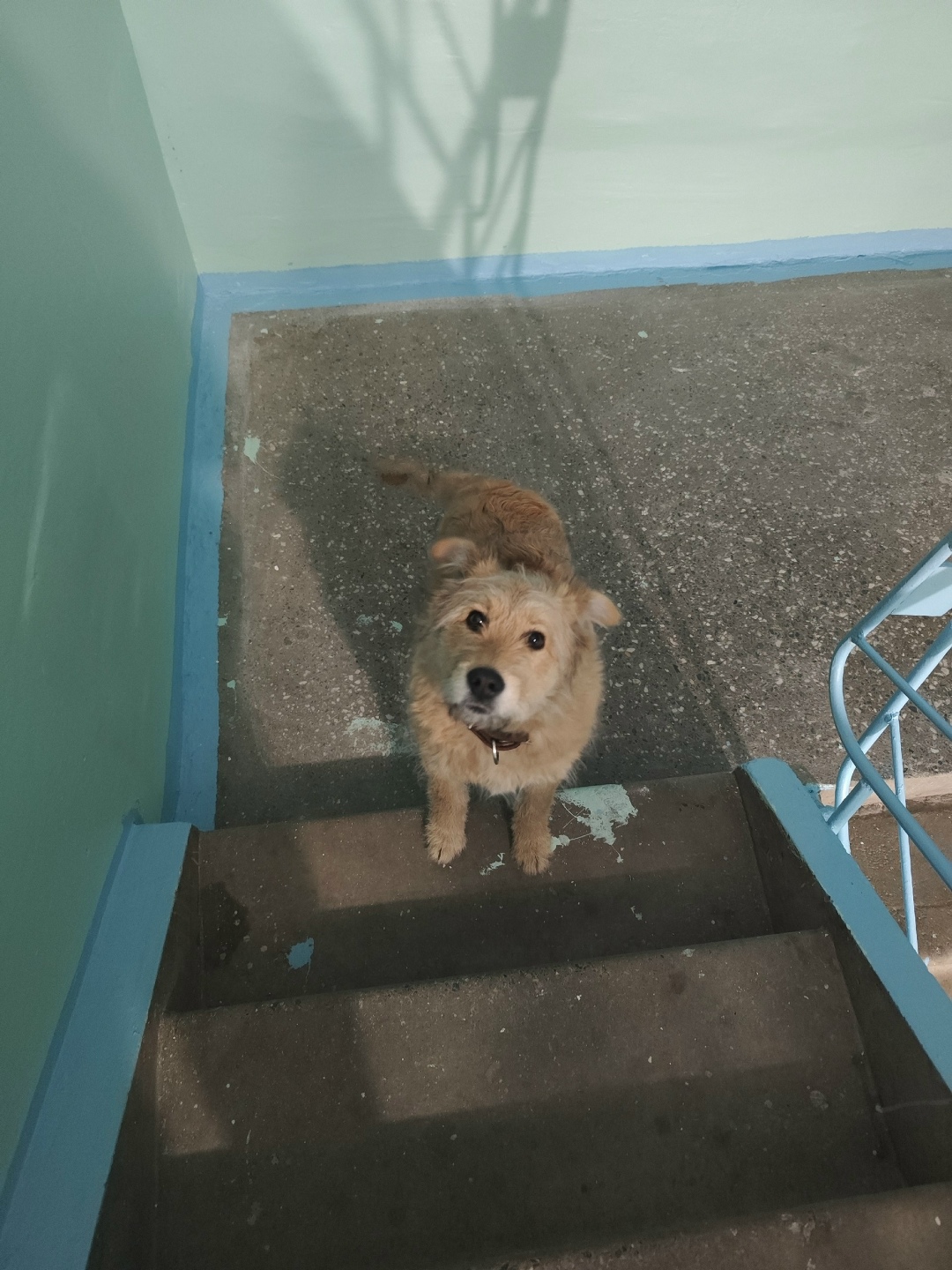 Пропала собака в Бердске — фото объявления