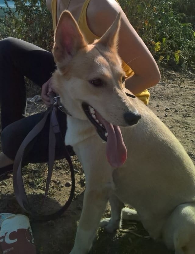 Пропала собака в Бердске — фото объявления