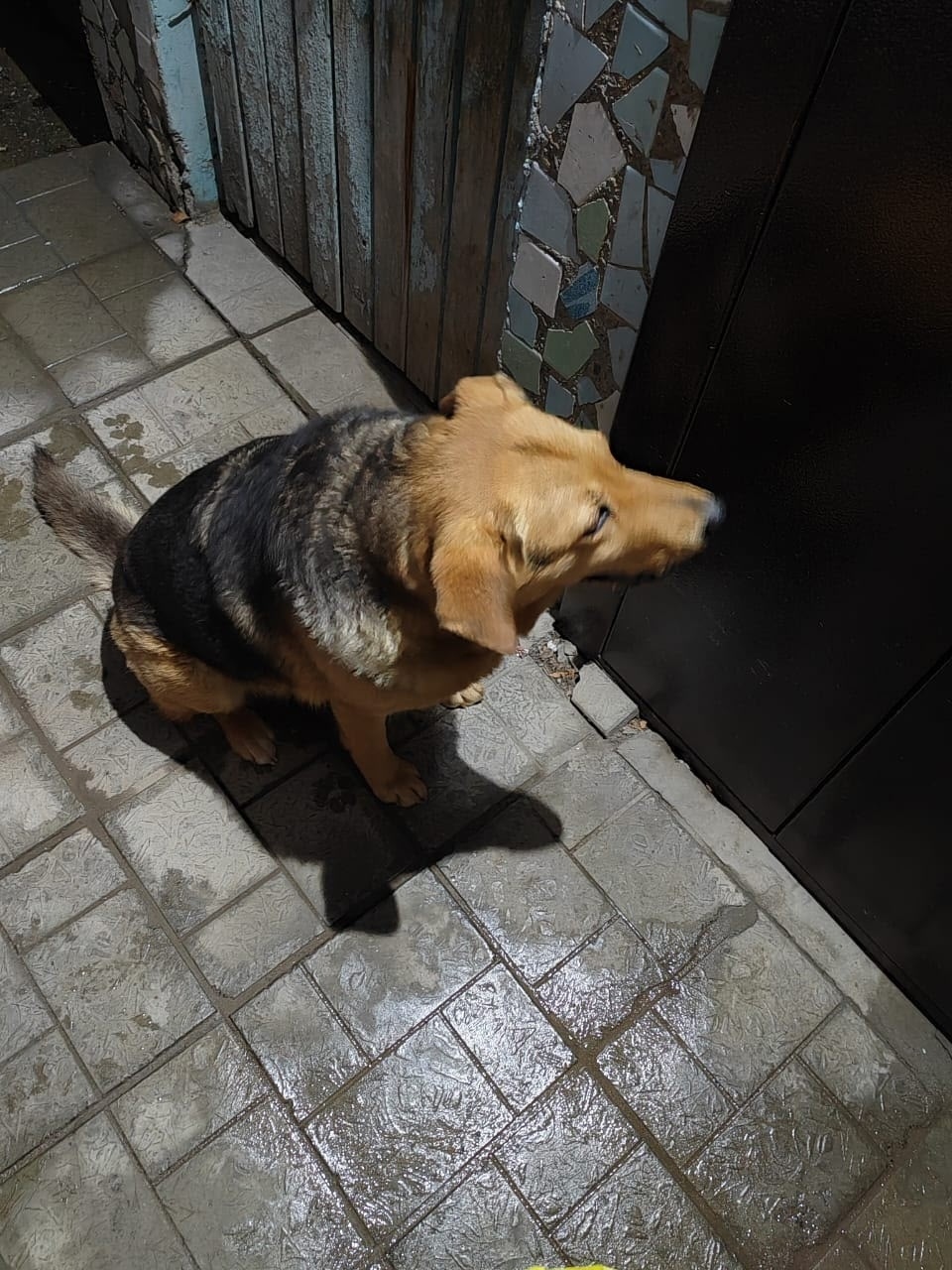 Пропала собака в Бердске — фото объявления