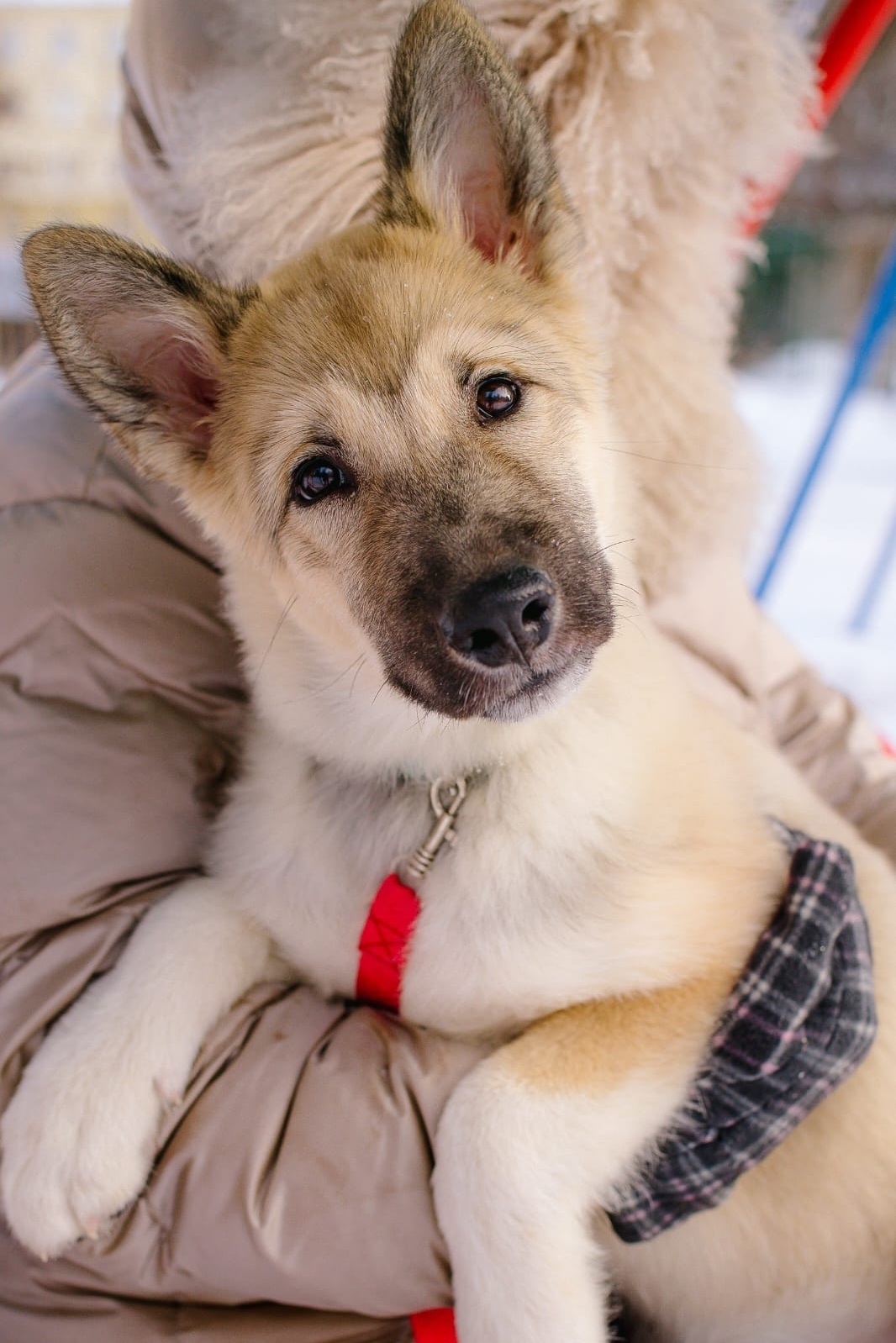 Найдена собака в Бердске — фото объявления