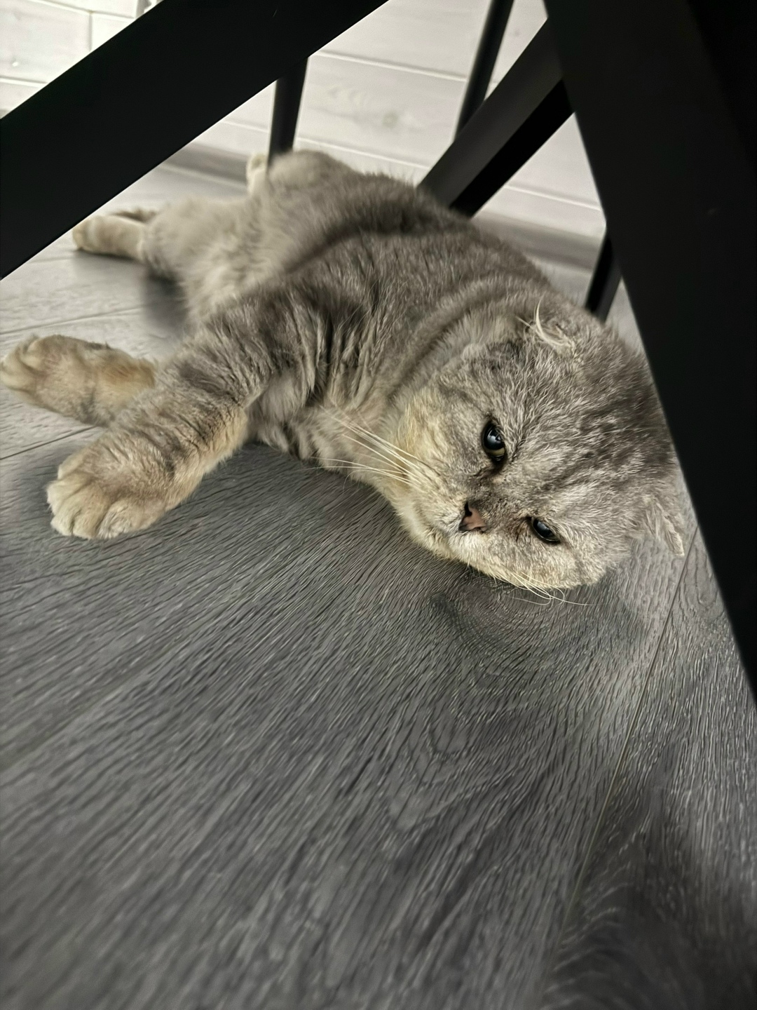 Найдена кошка в Бердске — фото объявления