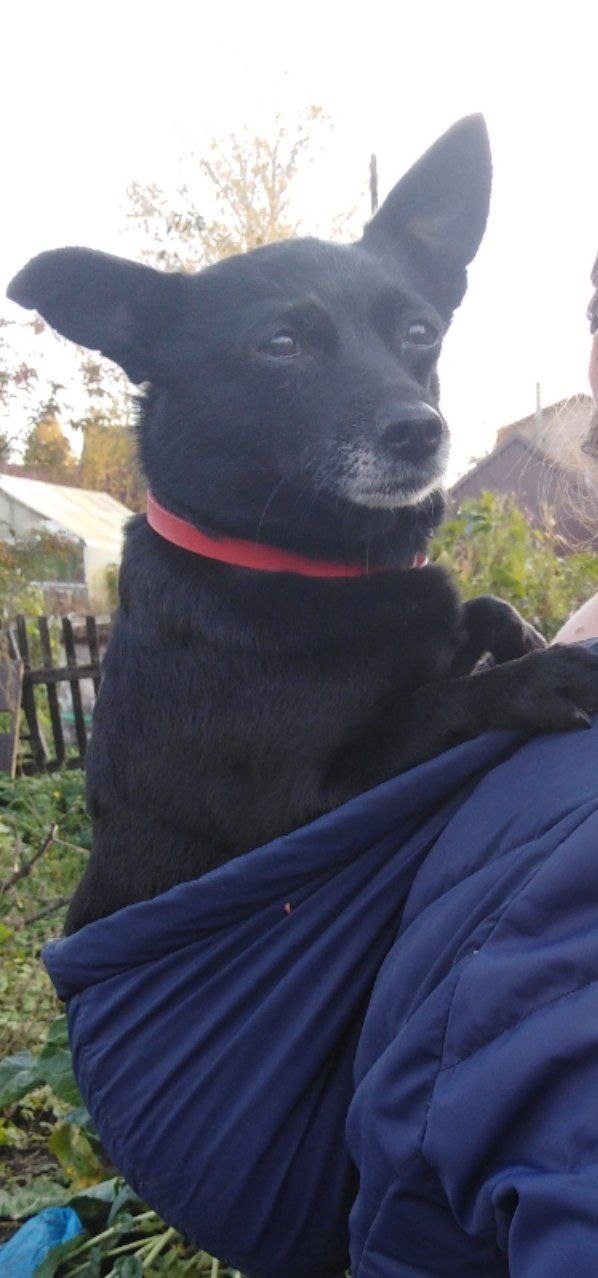 Пропала собака в Бердске — фото объявления