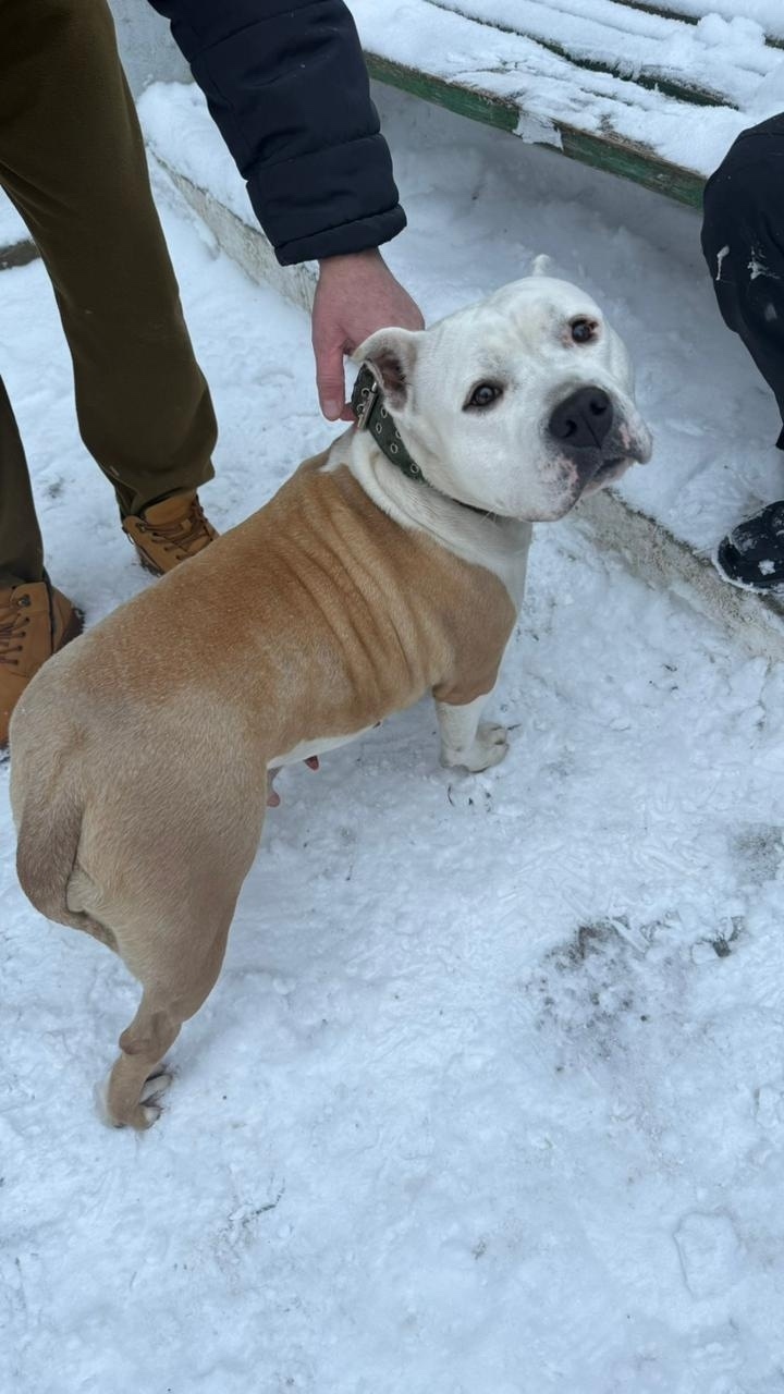 Найдена собака в Бердске — фото объявления