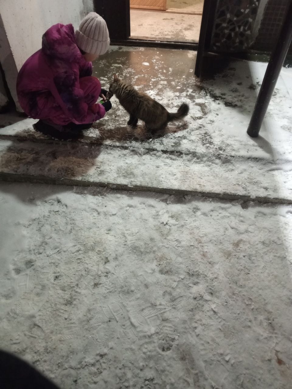 Пропала кошка в Бердске — фото объявления