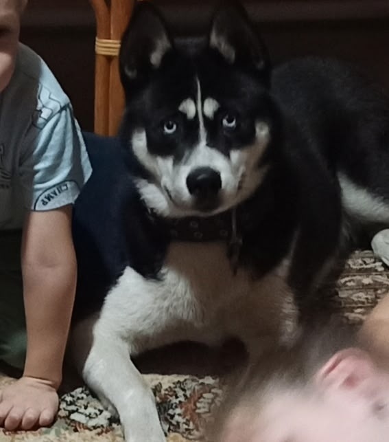 Пропала собака в Бердске — фото объявления