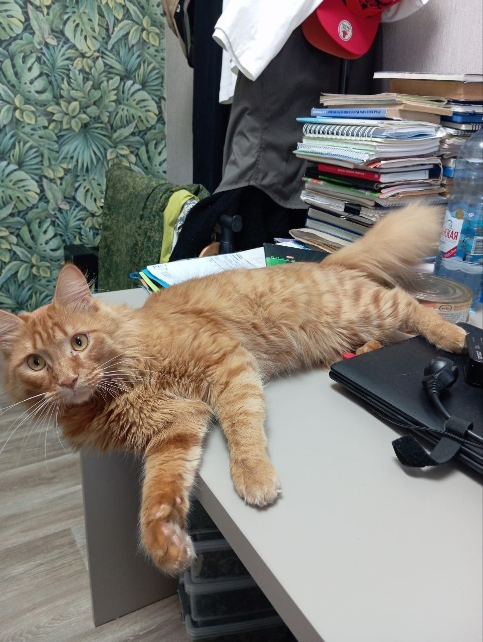 Пропала кошка в Бердске — фото объявления