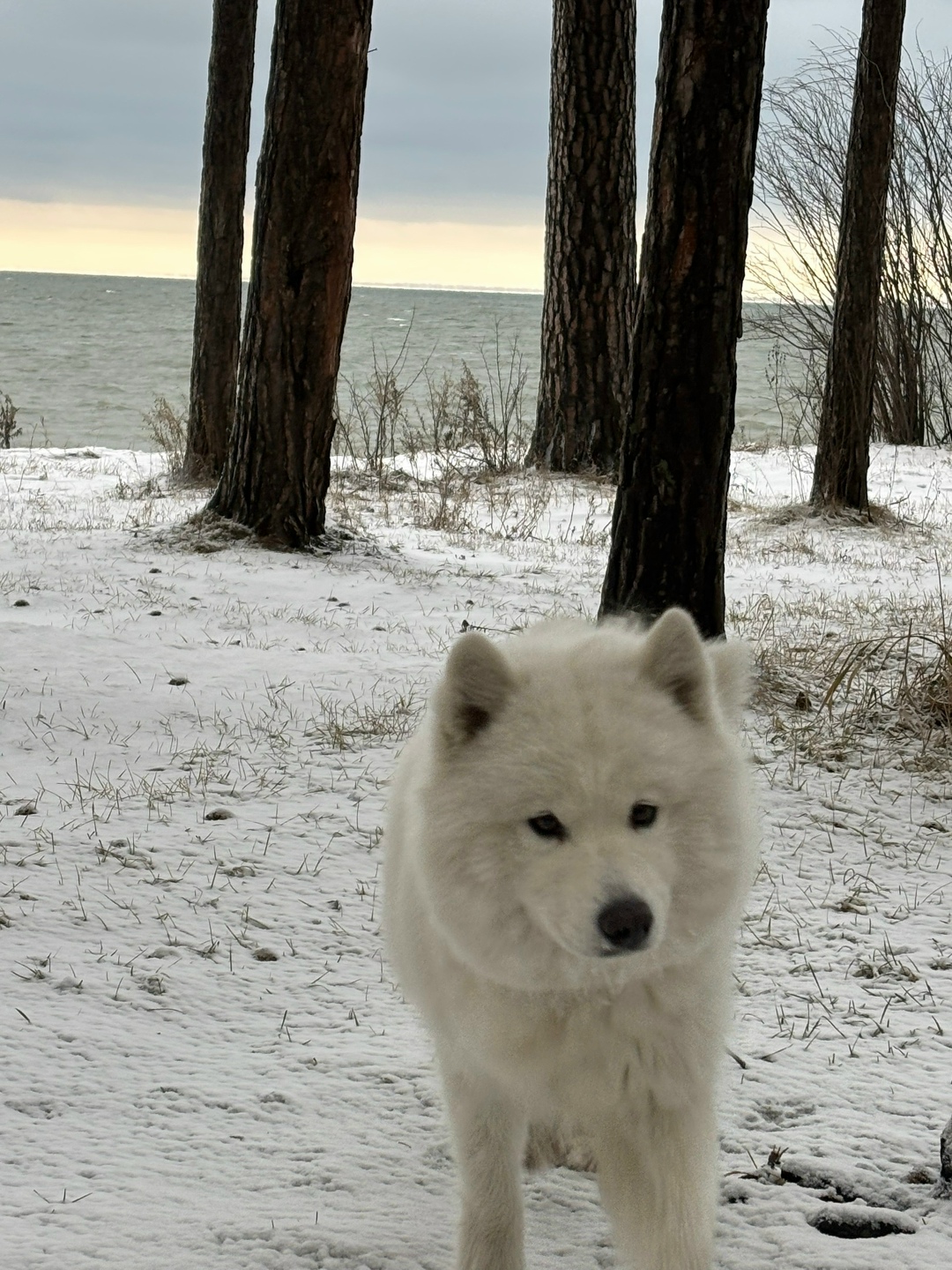 Пропала собака в Бердске — фото объявления