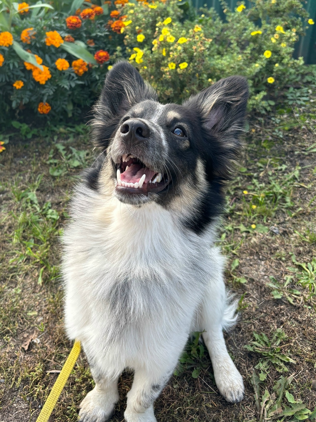Пропала собака в Бердске — фото объявления