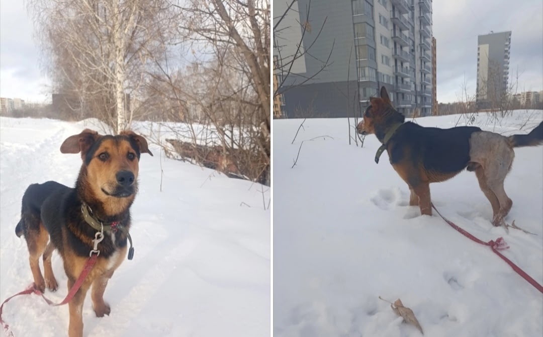Найдена собака в Бердске — фото объявления
