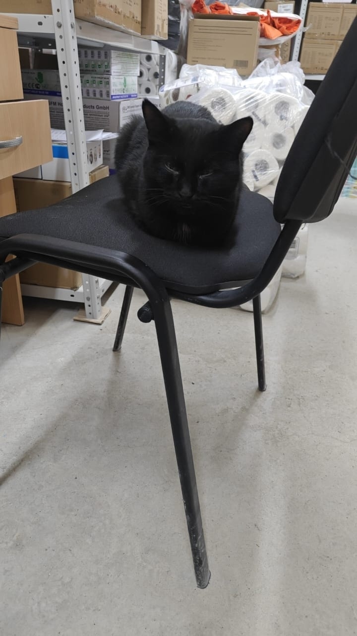 Пропала кошка в Бердске — фото объявления