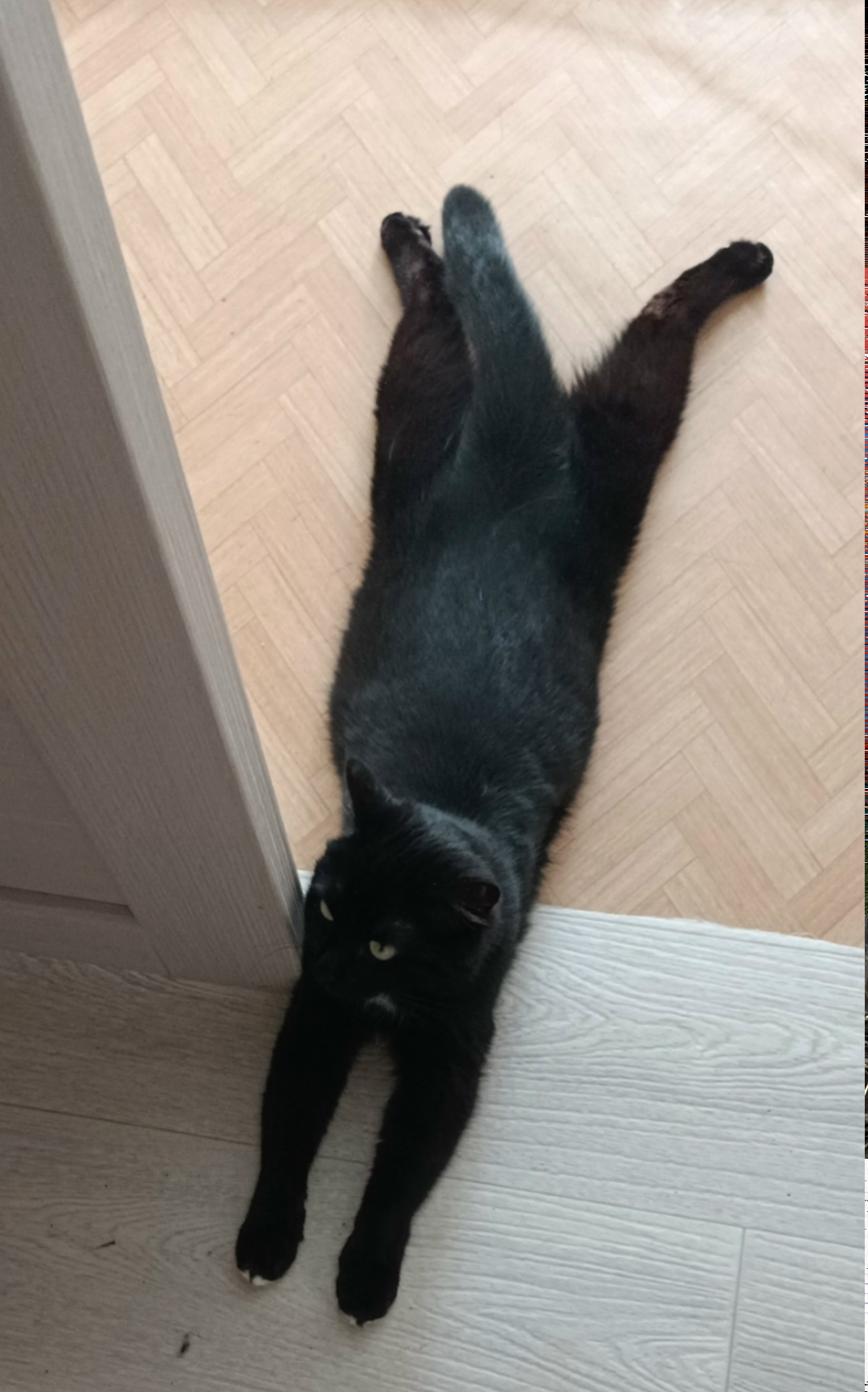 Пропала кошка в Бердске — фото объявления