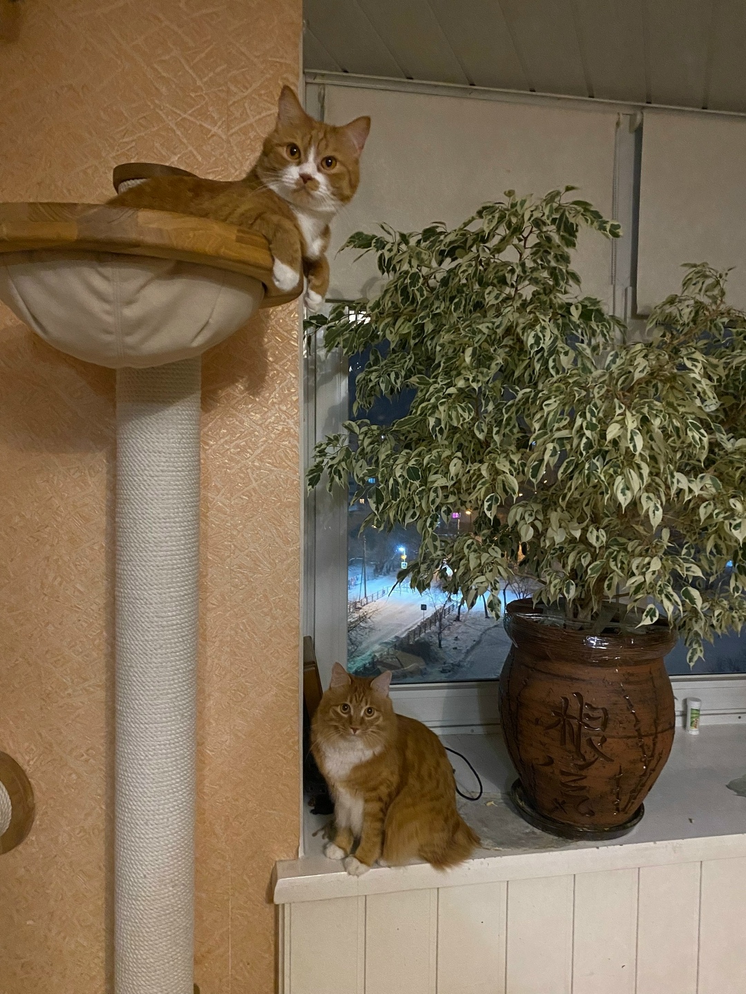 Пропала кошка в Бердске — фото объявления