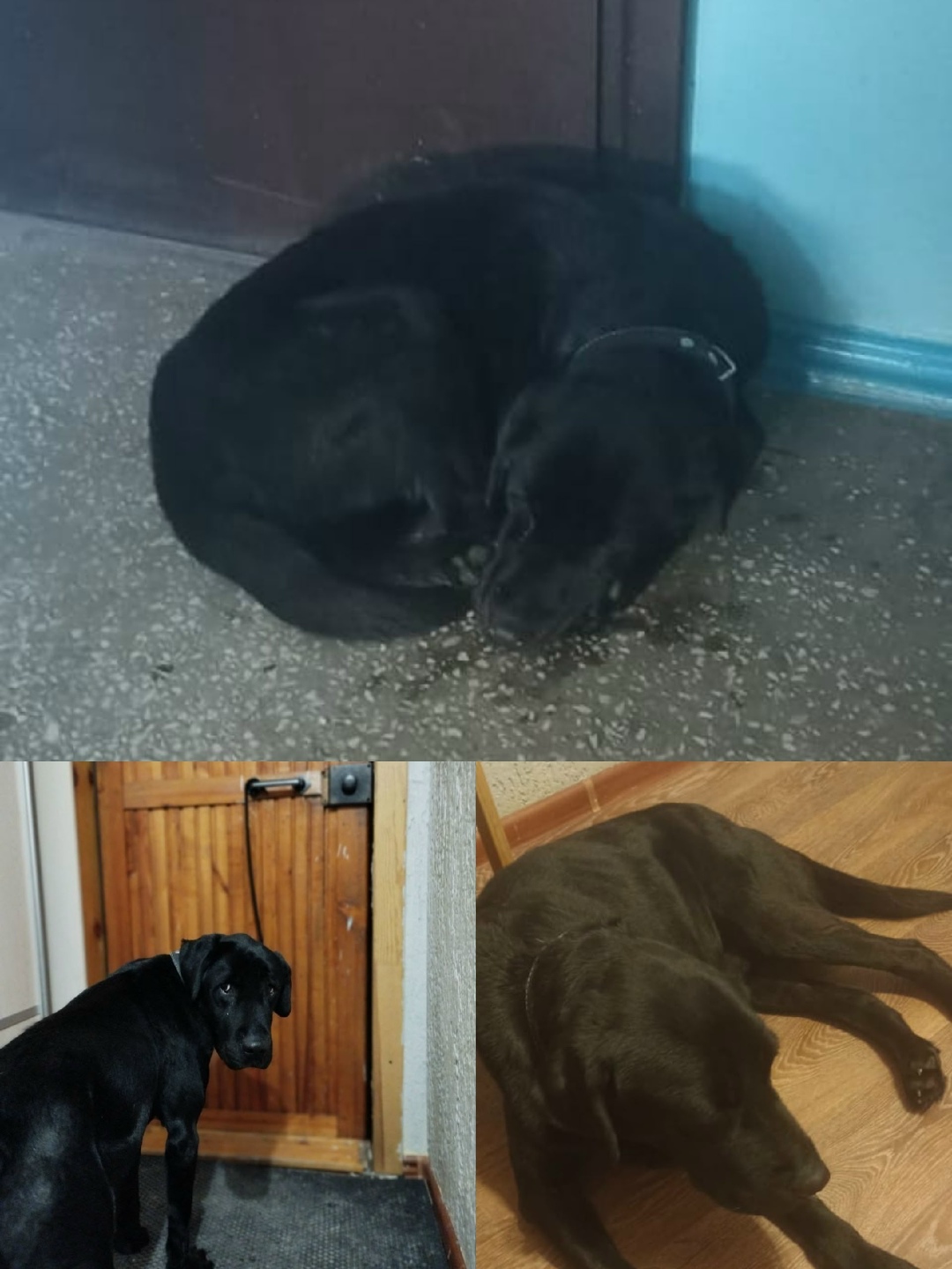 Найдена собака в Бердске — фото объявления