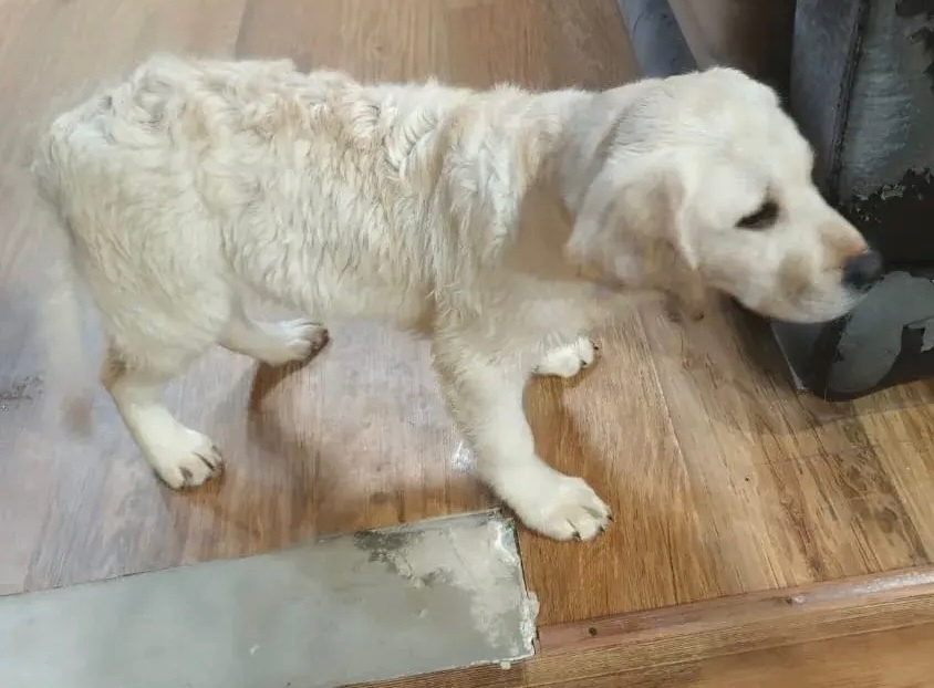 Пропала собака в Бердске — фото объявления