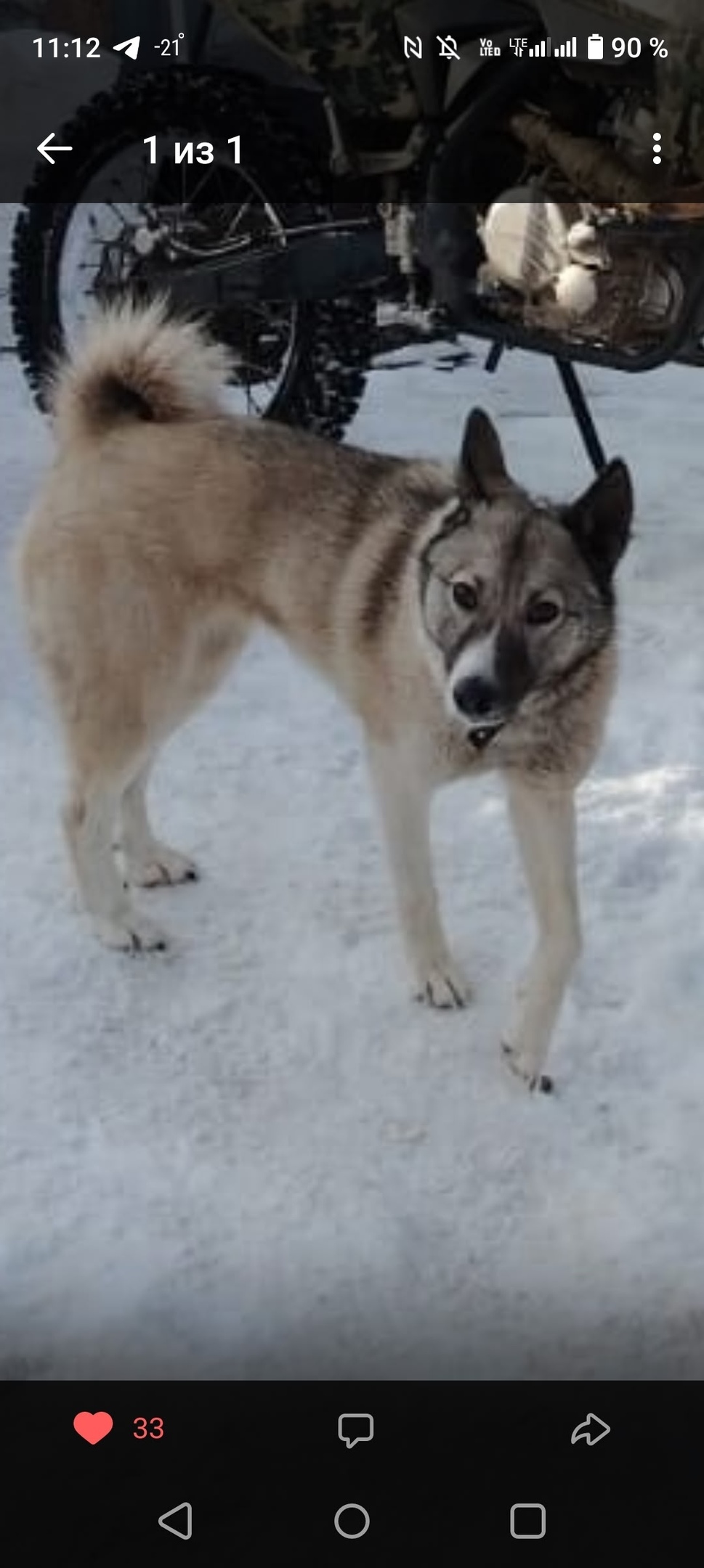 Пропала собака в Бердске — фото объявления