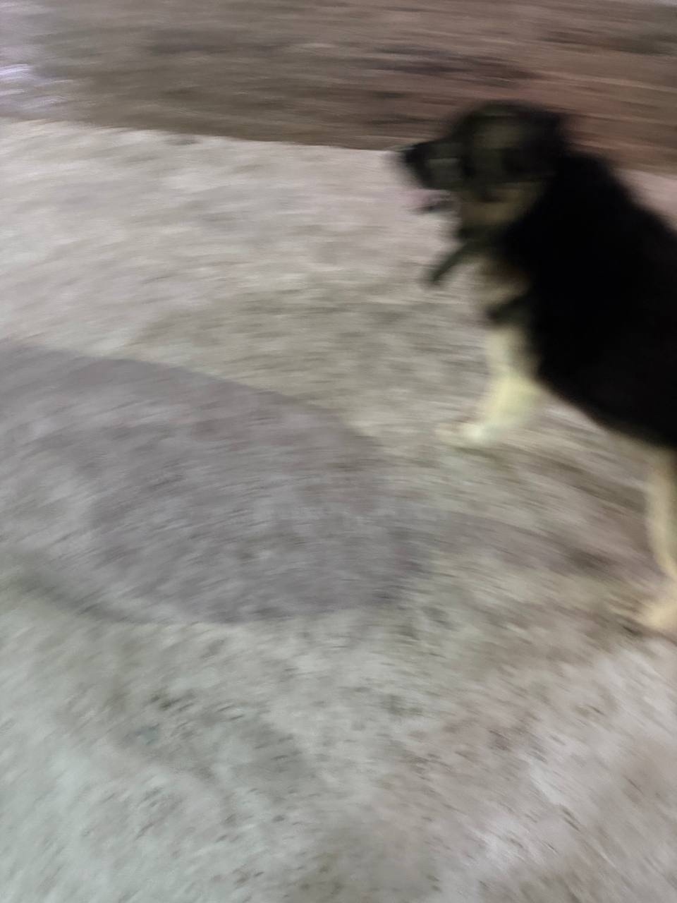 Пропала собака в Бердске — фото объявления