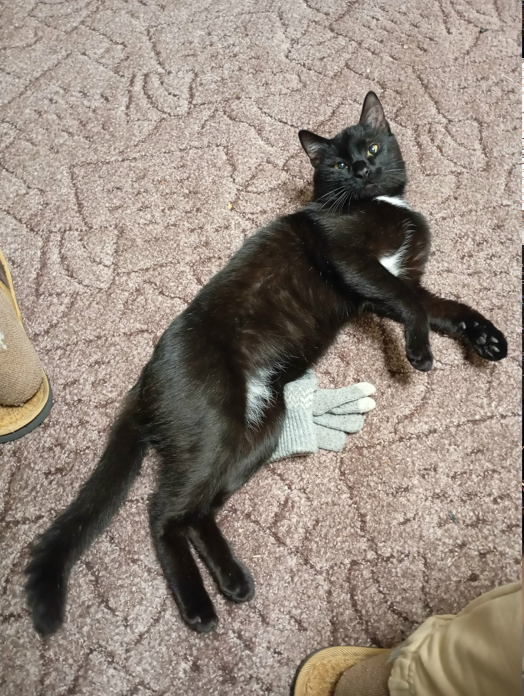 Найдена кошка в Бердске — фото объявления