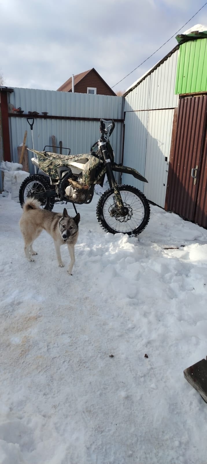 Пропала собака в Бердске — фото объявления