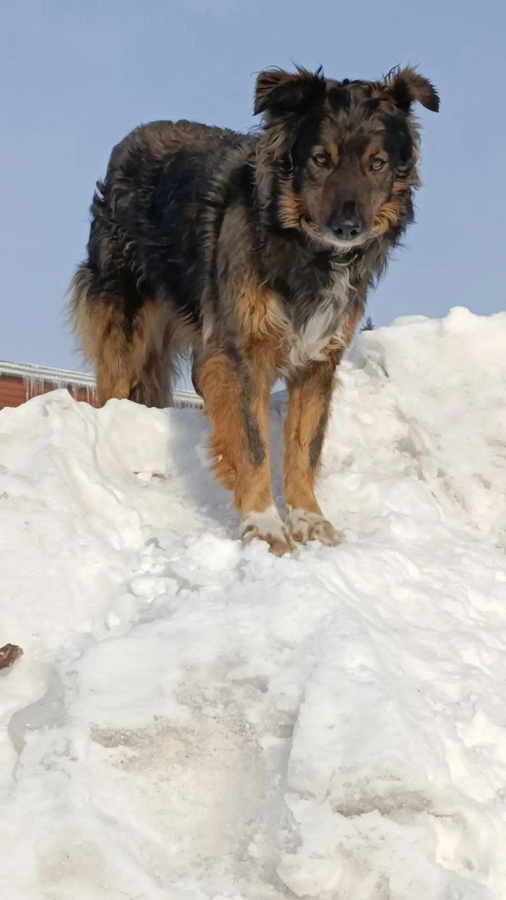 Пропала собака в Бердске — фото объявления