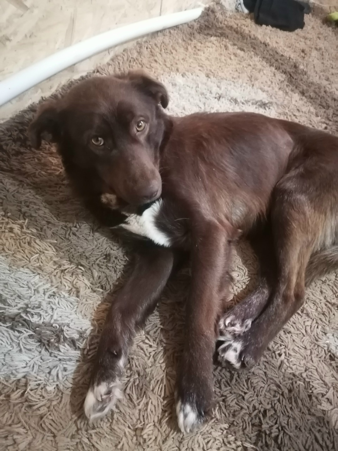 Найдена собака в Бердске — фото объявления