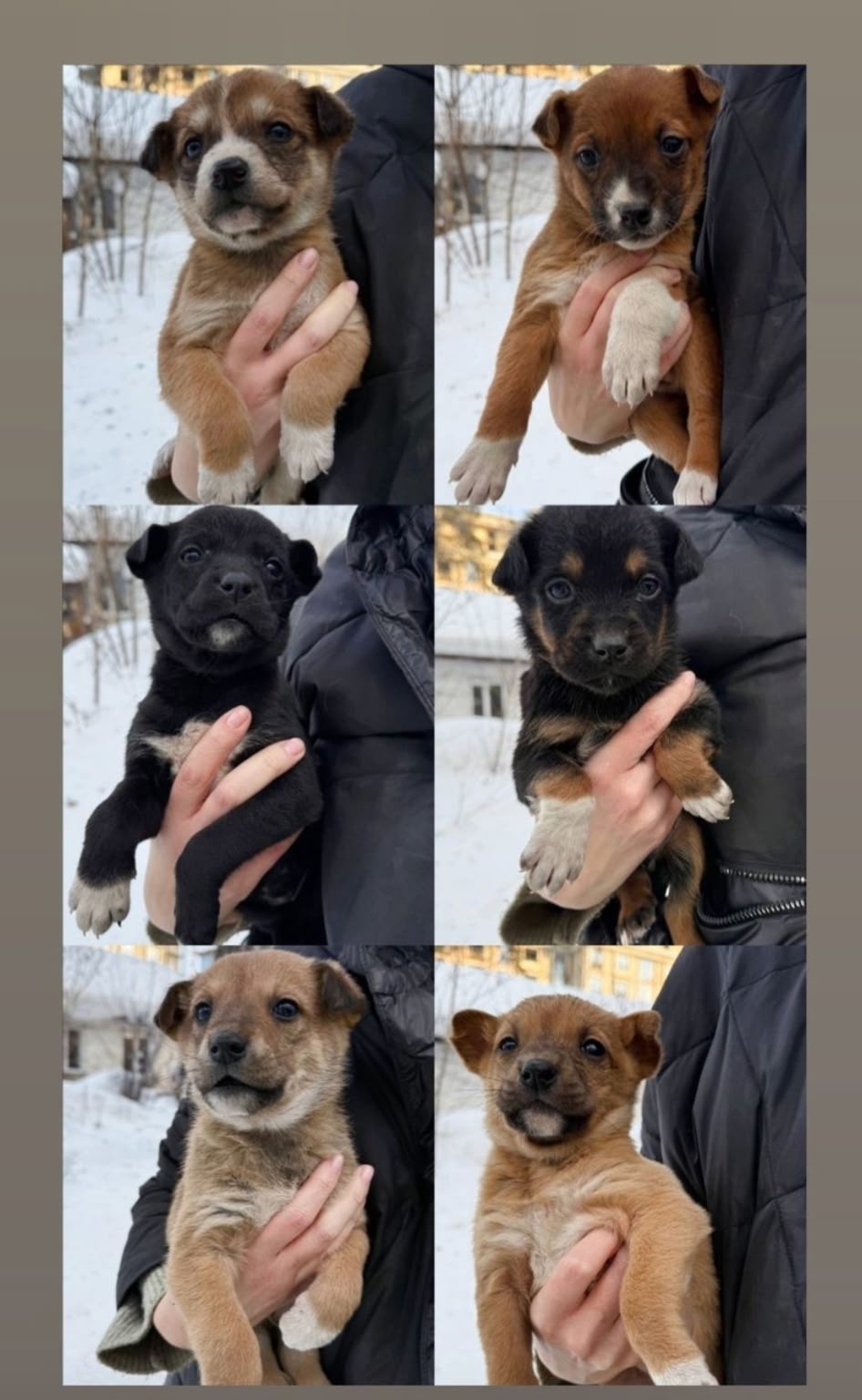 Найдена собака в Бердске — фото объявления