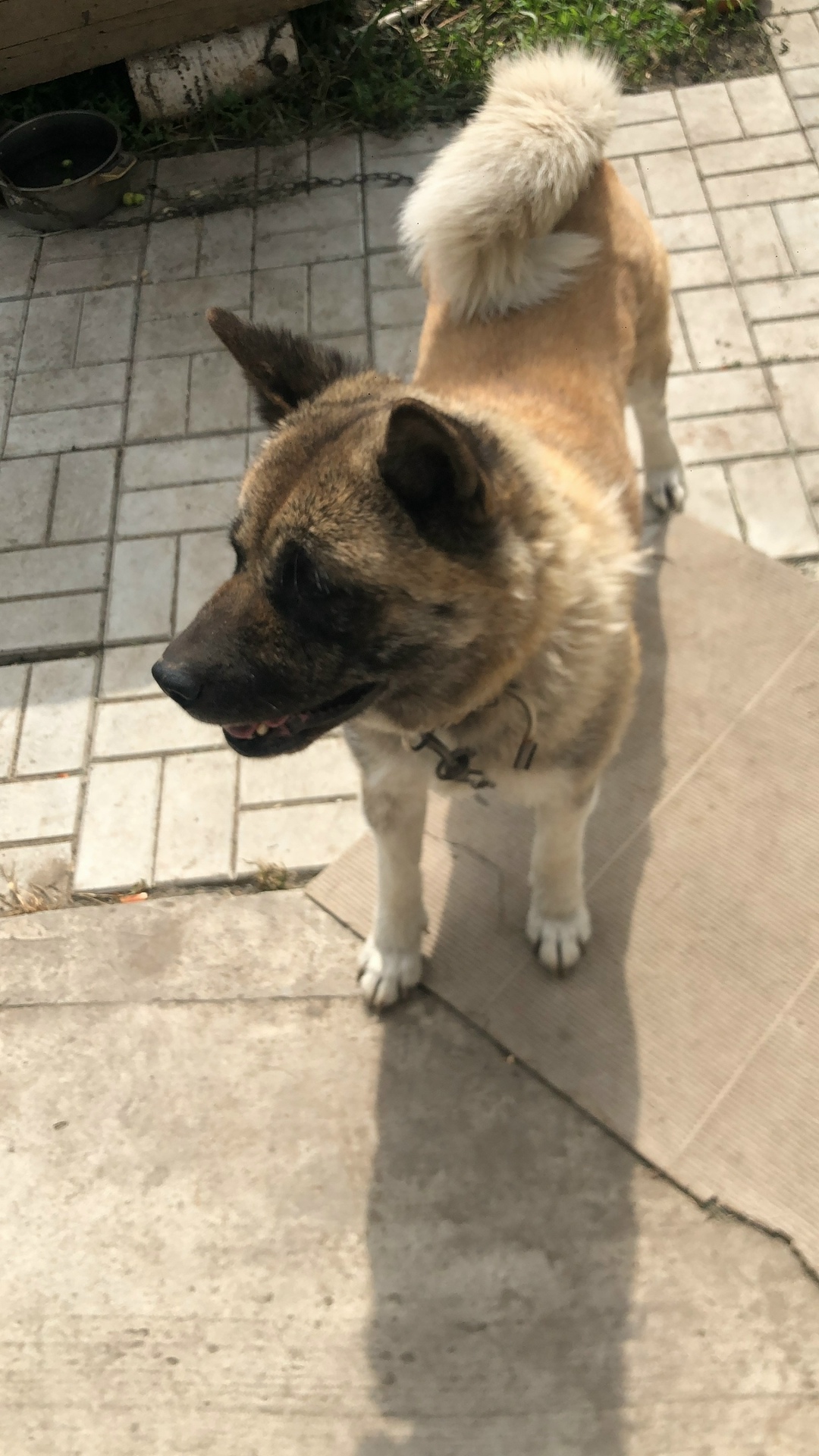 Пропала собака в Бердске — фото объявления