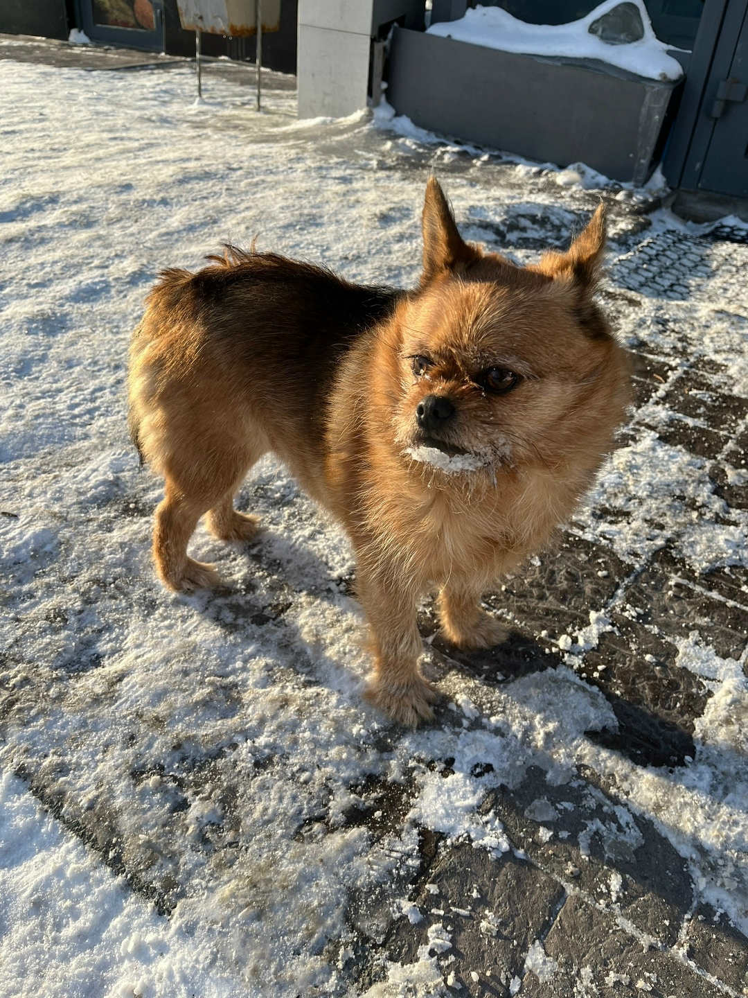 Пропала собака в Бердске — фото объявления