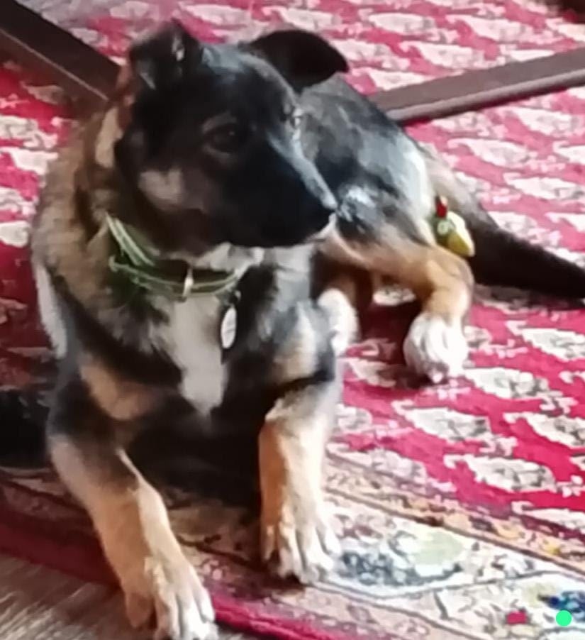 Пропала собака в Бердске — фото объявления