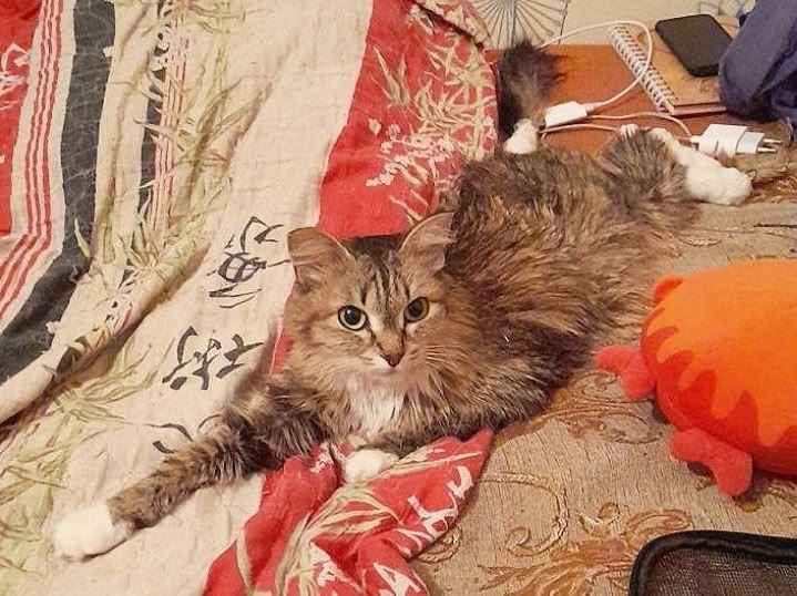 Найдена собака в Бердске — фото объявления